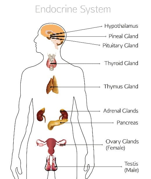 Anatomy of the Endocrine System
